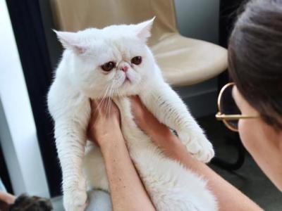 Porthos Austrivski - Exotic - Gallery Photo #1