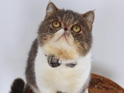 Theodore Austrivski - Exotic - Gallery Photo #1