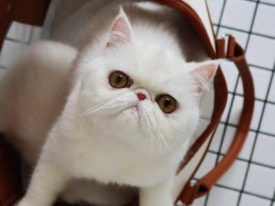 Melissa Dutchess - Exotic - Gallery Photo #1