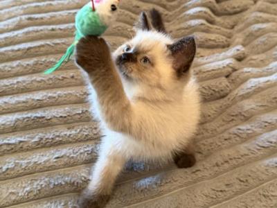 Lone Ranger - Himalayan - Gallery Photo #1