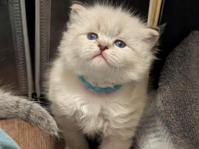 Irving - Siberian - Gallery Photo #1