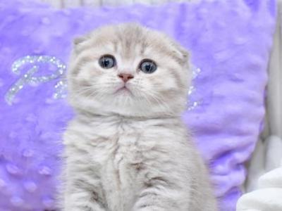 Hanna - Scottish Fold - Gallery Photo #1