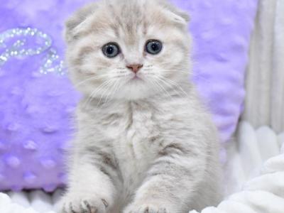 Hanna - Scottish Fold - Gallery Photo #1