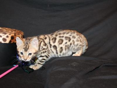 Valentina - Bengal - Gallery Photo #1