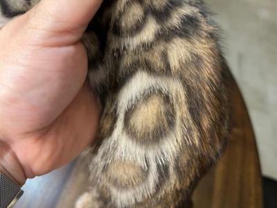 Mimi - Bengal - Gallery Photo #1