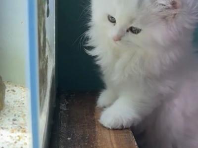 White Persian Kittens - Persian - Gallery Photo #1