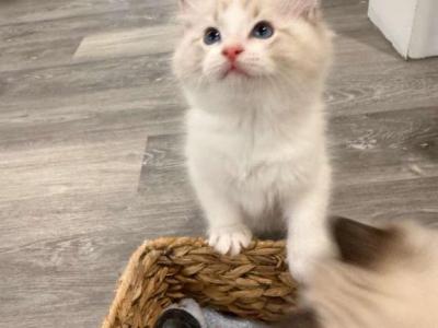 Toby - Ragdoll - Gallery Photo #1
