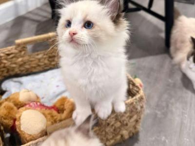 Mochi - Ragdoll - Gallery Photo #1