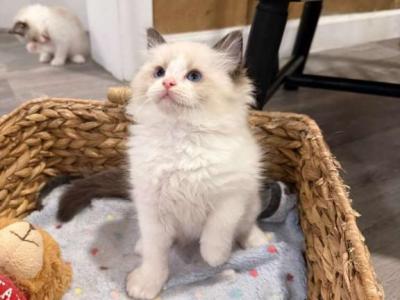 Pearl - Ragdoll - Gallery Photo #1