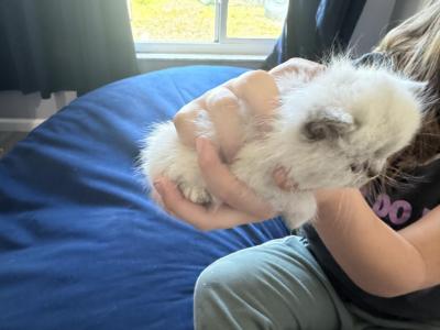 Exotic Pointed Kitten - Exotic - Gallery Photo #1