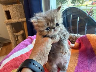 Exotic Tabby Girl - Exotic - Gallery Photo #1