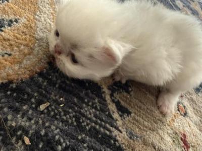 Persian White Litters - Persian - Gallery Photo #1