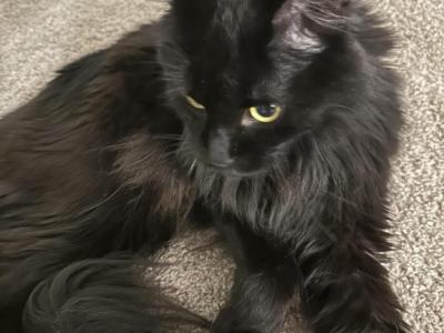 Brownie - Maine Coon - Gallery Photo #1