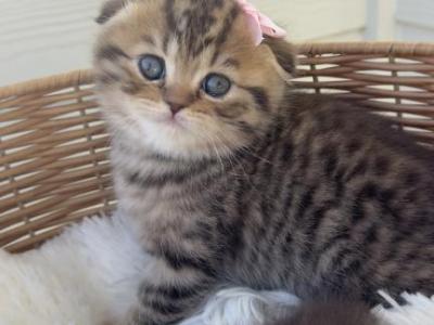 Ali Scottish Fold Kitten - Scottish Fold - Gallery Photo #1