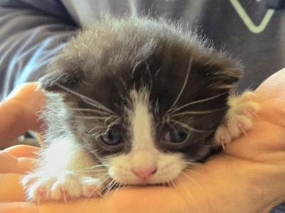 Samuel - Polydactyl - Gallery Photo #1