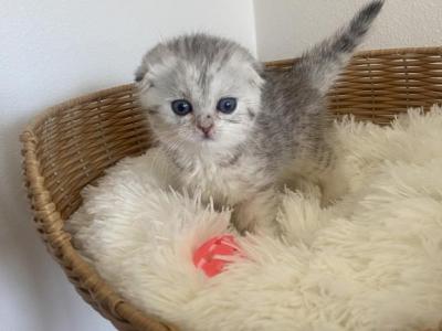 Milka Scottish Fold Kitten - Scottish Fold - Gallery Photo #1