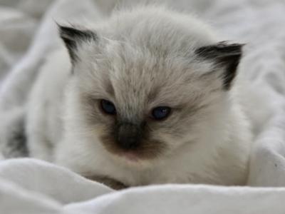 Pepper - Ragdoll - Gallery Photo #1