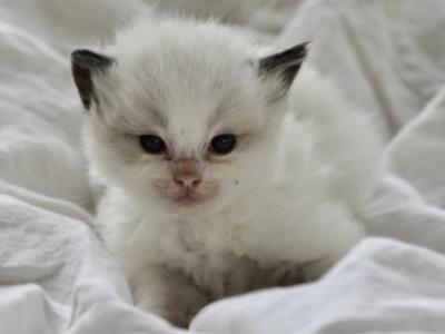 Ziggy - Ragdoll - Gallery Photo #1