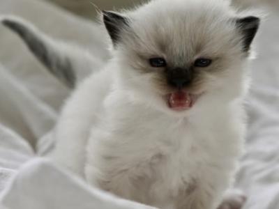 Honey - Ragdoll - Gallery Photo #1