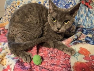 Lola - Devon Rex - Gallery Photo #1
