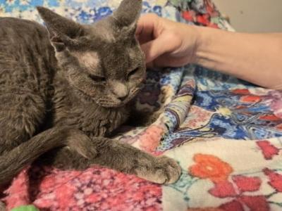 Lola - Devon Rex - Gallery Photo #1