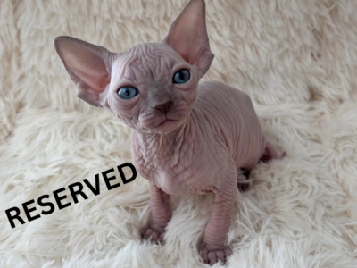 Peach - Sphynx - Gallery Photo #1