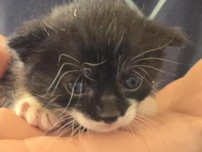 Blackie - Polydactyl - Gallery Photo #1