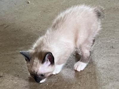 SNOWSHOE BANDIT MANX - Snowshoe - Gallery Photo #1