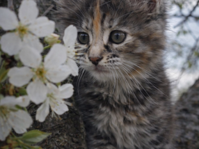 XXL Opean Huge  Maine Coon Female Rare Luxury Show - Maine Coon - Gallery Photo #1