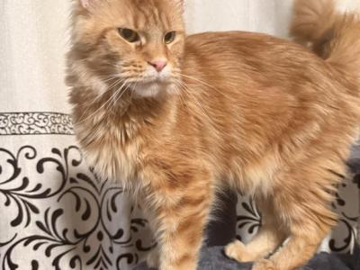 Rosie - Maine Coon - Gallery Photo #1