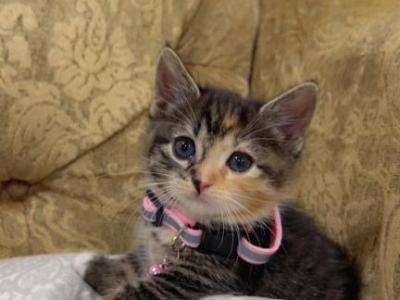 Calico Kitten - American Shorthair - Gallery Photo #1