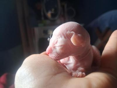 Sphynx Litter Of 3 - Sphynx - Gallery Photo #1