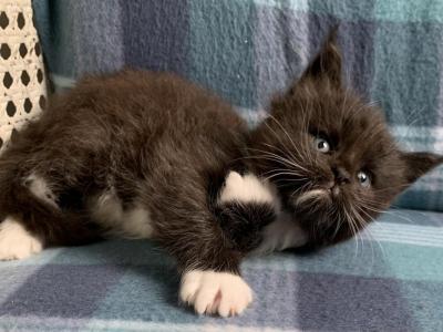 Trisha Female - Maine Coon - Gallery Photo #1