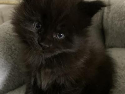 Toby Polydactyl Male - Maine Coon - Gallery Photo #1