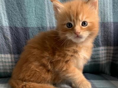 Trace Male - Maine Coon - Gallery Photo #1