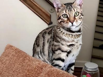 Hunter - Domestic - Gallery Photo #1