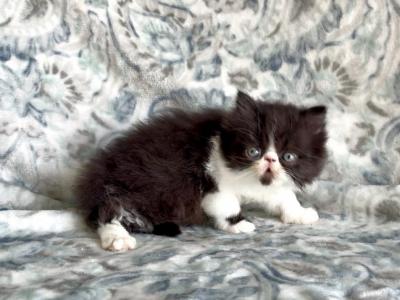 Forest Black And White Persian - Persian - Gallery Photo #1