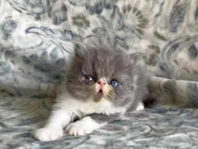 Leaf The Blue And White Persian - Persian - Gallery Photo #1