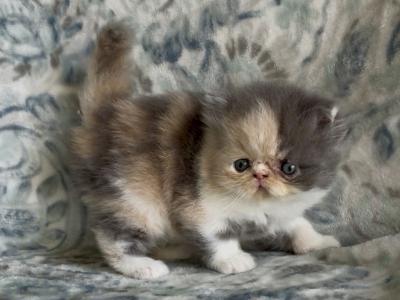 Daisy The Dilute Calico - Persian - Gallery Photo #1