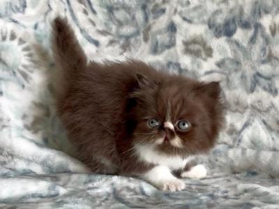 Baby Bob Chocolate And White Persian - Persian - Gallery Photo #1