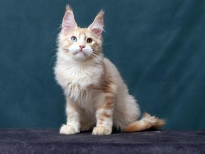Odd Eyed Maine Coon Kitten - Maine Coon - Gallery Photo #1