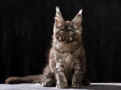 Large Dark Maine Coon Kitten - Maine Coon - Gallery Photo #1