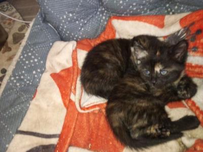 Luna - American Shorthair - Gallery Photo #1