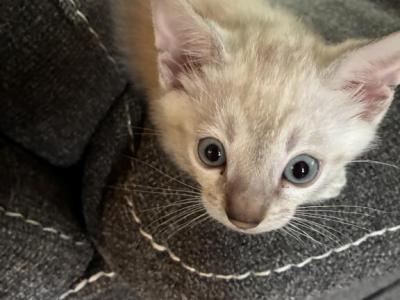 Bengal Baby - Bengal - Gallery Photo #1