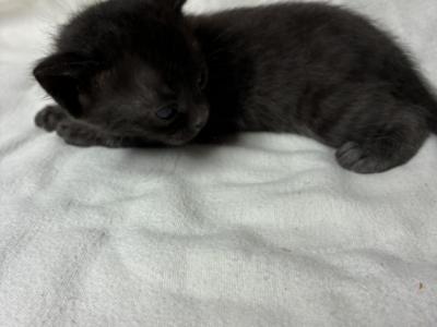 Lizzy Bengals - Bengal - Gallery Photo #1