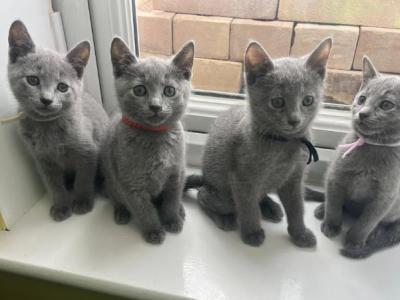 Russian Blue To Good Home - Russian Blue - Gallery Photo #1