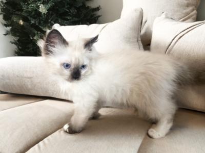 Lilac - Ragdoll - Gallery Photo #1