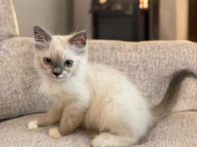 Marshall - Ragdoll - Gallery Photo #1