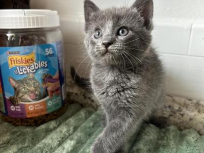 Rushy - Russian Blue - Gallery Photo #1