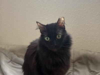 Noodle - Domestic - Gallery Photo #1